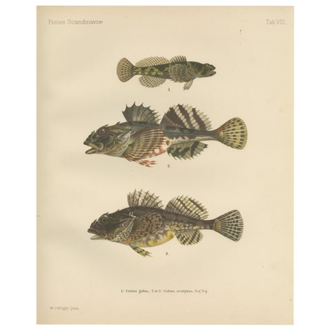 Freshwater Bullhead and Short-Spined Sea Scorpion - Striking Fish Litho, 1895