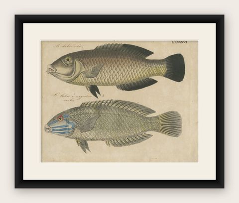 Two Species of Wrasse Fish, Hand-Colored Engraving, c.1780, shown framed