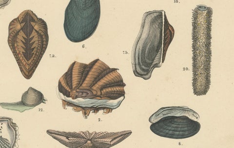 Shells & Bivalves Print: Mussels, Oysters, Scallops, Clams, Antique 1867, close-up 3