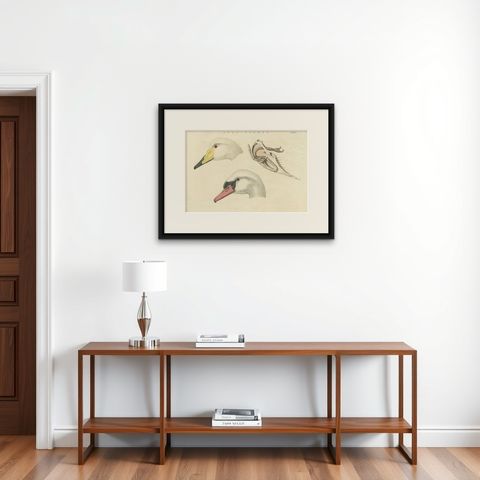 Antique Bird Print of a Swan ‘Tab. II’ by Sepp & Nozeman, 1829, shown framed on a wall
