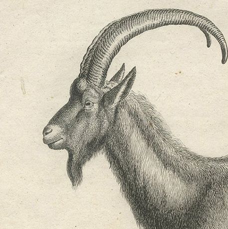 Antique Print of a Wild Goat by Miger 'c.1805', close-up 1