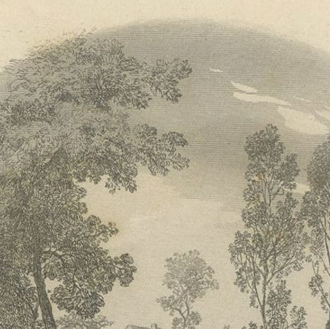 Antique Bird Print of a Magpie, 1853, close-up 2