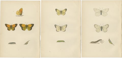 Metamorphosis Montage: The Life Stages of a Butterfly, 1890, view 5