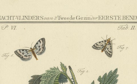 18th-Century Hand-Colored Engraving of Moths and Larvae with Nettles, close-up 2
