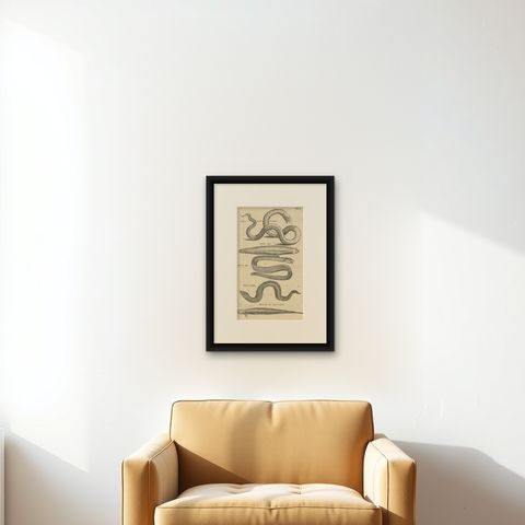 Very Old and Rare Print of Various Sea Snakes, 1657, shown framed on a wall