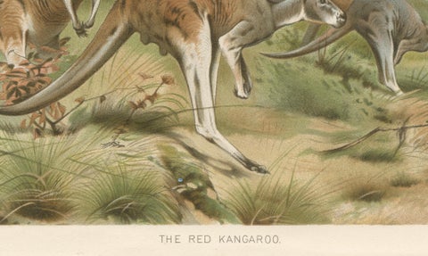 Red Kangaroo, Antique Australian Wildlife Chromolithograph, 1894, close-up 5