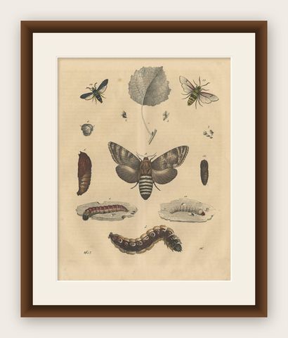Antique Animal Print of various Insects 'Moth, Caterpillar', 1847, shown framed