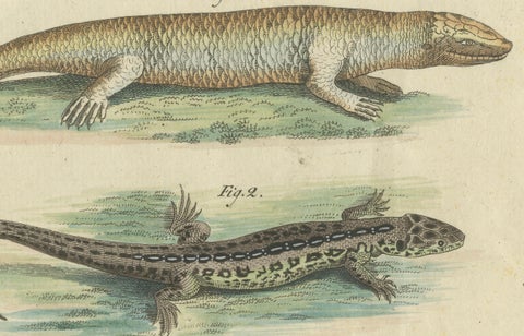 Antique Handcolored Engraving of Lizards and Newts, c.1800, close-up 3