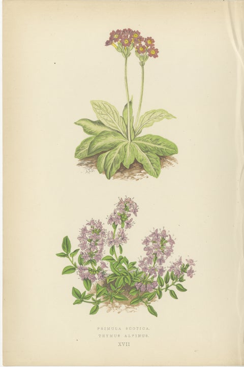 Scottish Primrose and Alpine Thyme hand coloured botanical print 1874, view 2