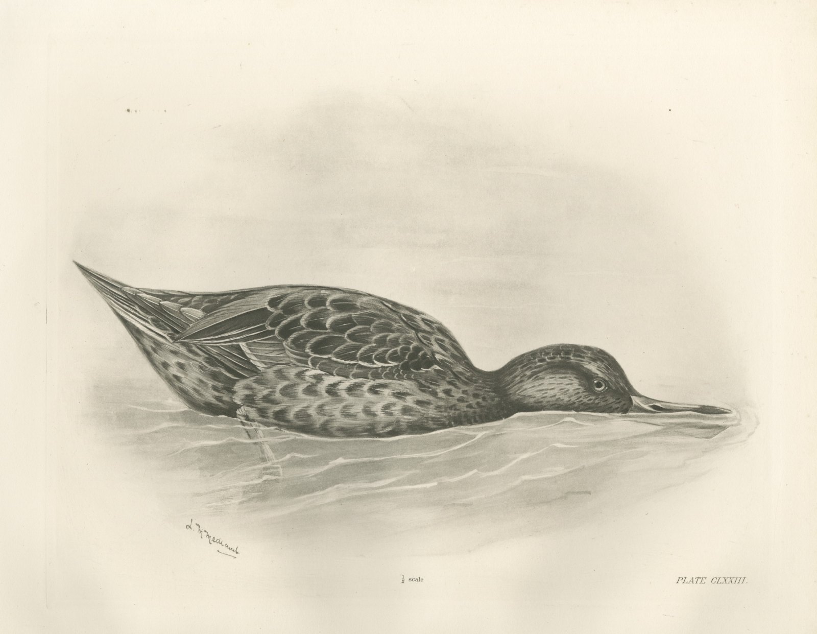 Shoveler Duck Feeding at the Surface after Lilian Medland, c. 1909