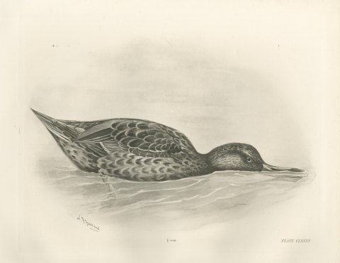 Shoveler Duck Feeding at the Surface after Lilian Medland, c. 1909