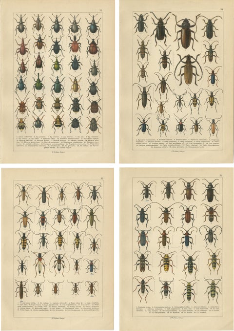 Antique Beetle Chromolithographs, European Species Plates, Calwer 1893, view 6