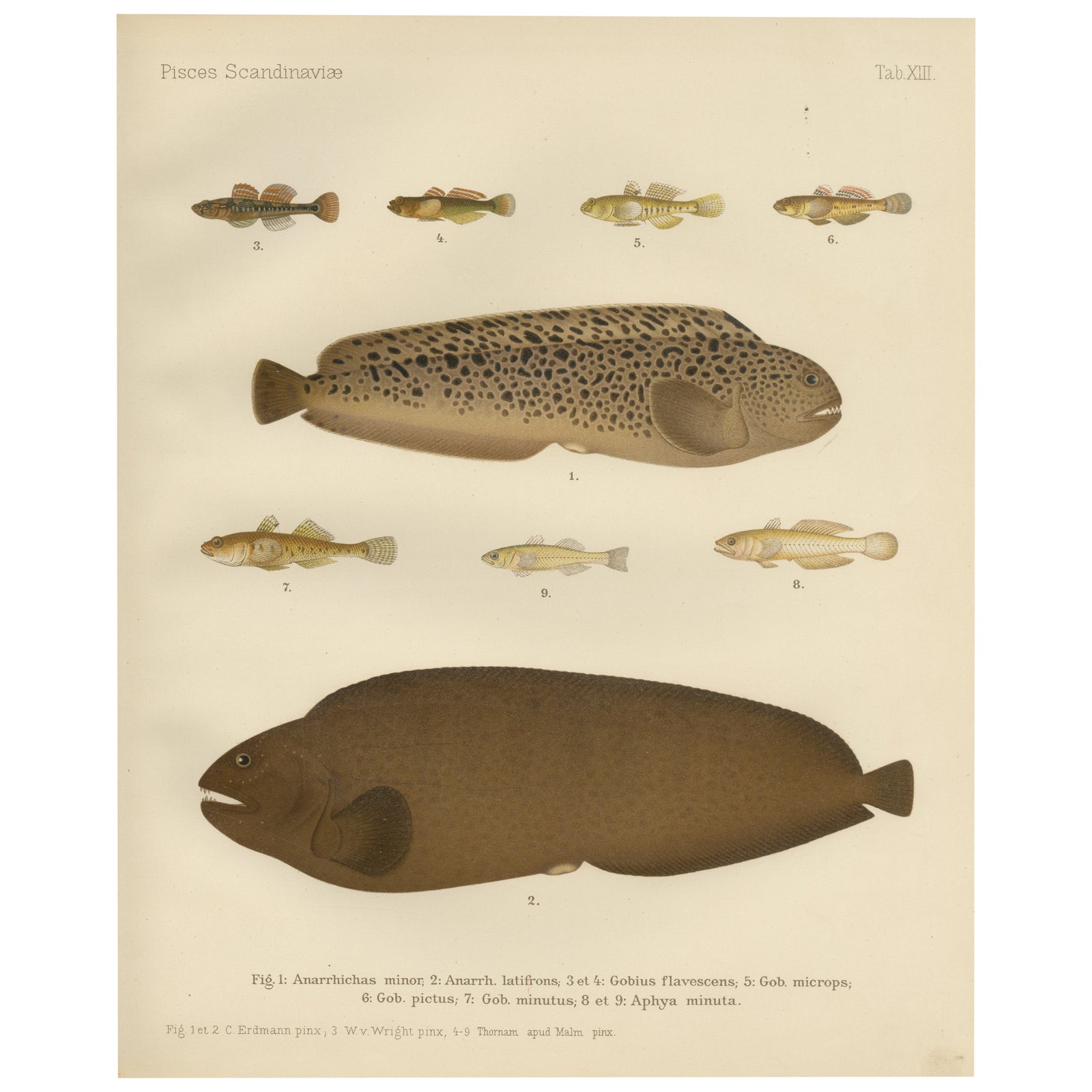 Spotted Wolffish, Broadhead Wolffish, and Gobies - Scandinavian Fish Litho, 1895