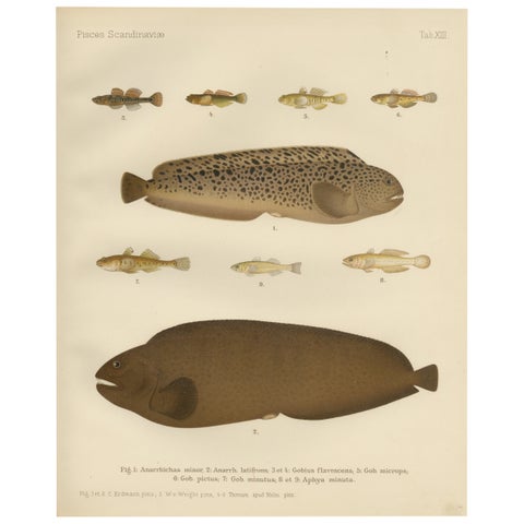Spotted Wolffish, Broadhead Wolffish, and Gobies - Scandinavian Fish Litho, 1895