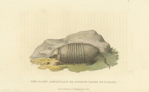 An Original 1825 Illustration of the Large Hairy Armadillo by G.B. Whittaker, view 3