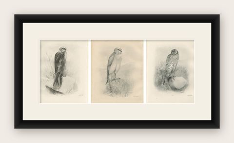 Set of Three British Harrier Bird Lithographs by Stonham, 1908, shown framed