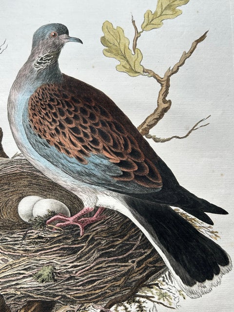 European Turtle Dove with Nest, Antique Bird Engraving, Nozeman & Sepp 1770, view 7