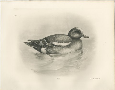 Wigeon Drake Swimming, Plate CLXXIX after Lilian Medland, c. 1909, view 2