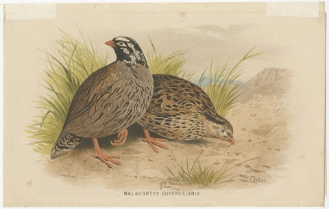 Antique Bird Print of the Mountain Quail by Hume & Marshall, 1879, view 2