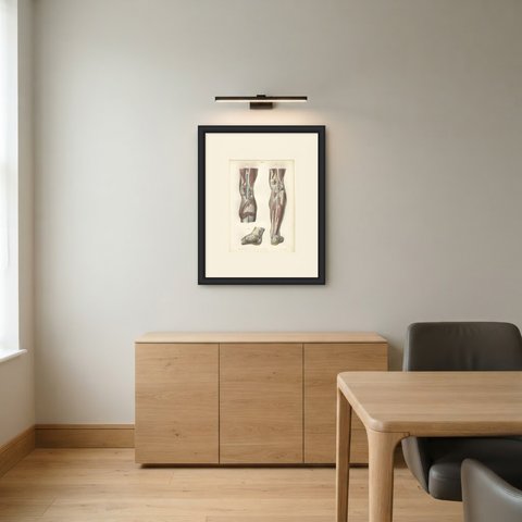 The Popliteal Region and the Calf, Antique Hirschfeld Anatomy Print, 1866, shown framed in a room