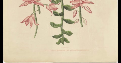 Orchid Elegance: Huge Exquisite Chromolithograph of the Dutch Colonial Era, 1854, close-up 1