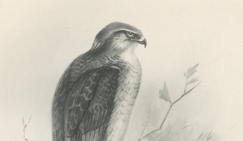 Adult Sparrowhawk and Chicks Antique Bird Prints, Set of Two, circa 1908, close-up 3