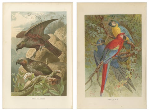 Set of 2 Antique Exotic Bird Prints, Parrots & Macaws, Vibrant Lithographs, 1895, view 2