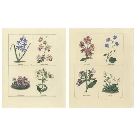 Pair of Elegant Hand-Colored Botanical Flower Prints, London 1828