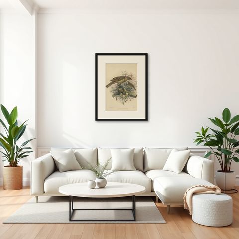 Antique Bird Print of the Great Grey Bowerbird by Elliot, c.1873, shown framed in a room