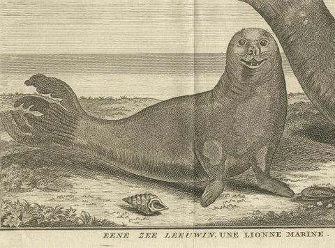 Marine Creatures in an Old Engraving: A Sea Lioness and a Sea Elephant, 1765, close-up 3