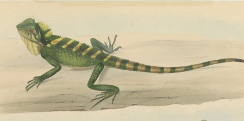 Antique Herpetological Print: Illustration of Green Crested Lizards, 1837, close-up 3