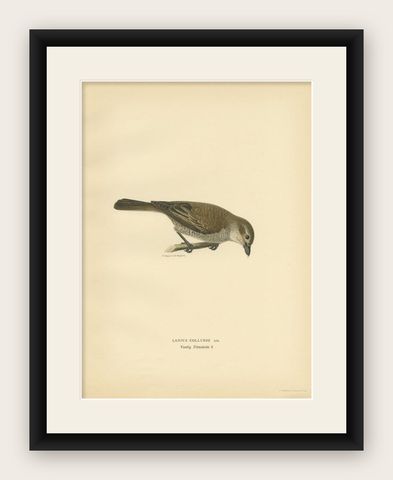 Antique Bird Print of the Red-Backed Shrike by Von Wright, 1927, shown framed