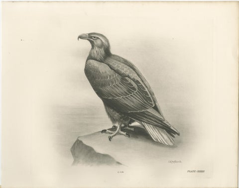 Pair of Majestic British Eagle Photogravures by L. M. Medland, 1908, view 5