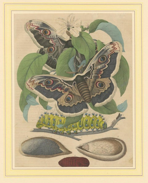 19th-Century Hand-Colored Lithograph of Giant Moths and Silkworm Life Cycle, close-up 4