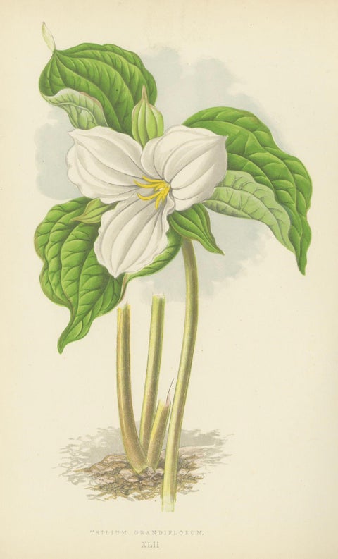 Alpine Botanical Lithograph Pair of Vinca and Trillium, 1874, close-up 2