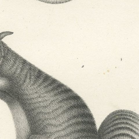 Antique Print Showing the Phalanger and the Striped Kangaroo in Australia, 1825, close-up 2