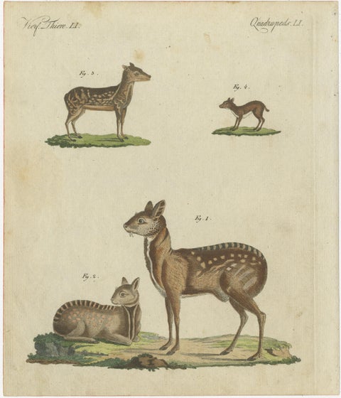 Original Antique Print of Musk Deer and an Antelope, view 2