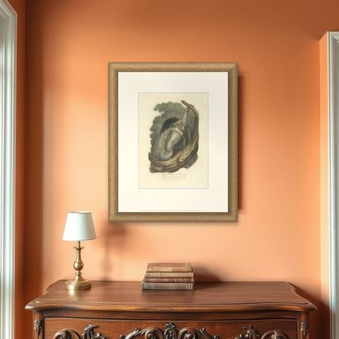 Antique Print with Hand Coloring of a Pale-Throated Sloth, shown framed on a wall