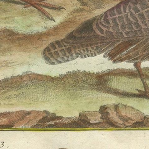Hand-Colored Engraving of Global Quail Species from Histoire Naturelle, 1790, close-up 5