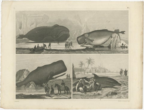 Set of 4 Antique Prints of various Marine Life and Fossils by Heck 'c.1850', view 2
