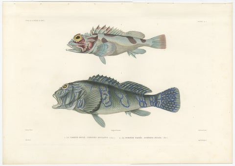 Museum-Quality Illustration of Rare Pacific Fish, Hand-Colored 1846, view 2