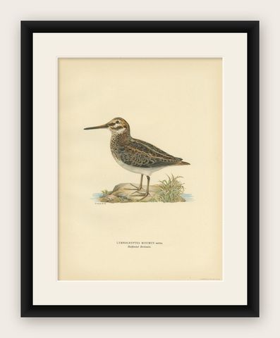 Antique Bird Print of the Jack Snipe by Von Wright, 1929, shown framed