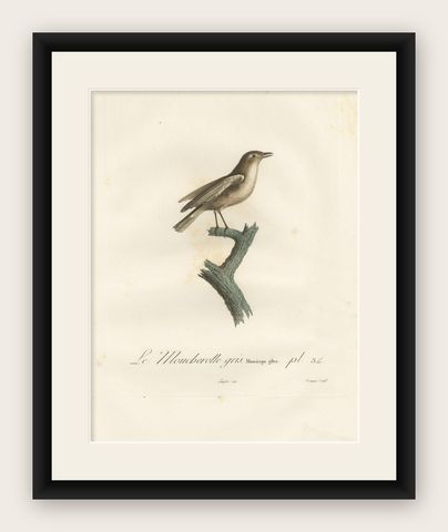 1807 Gray Flycatcher Print - 'Le Moucherolle gris' Handcolored Bird Illustration, shown framed