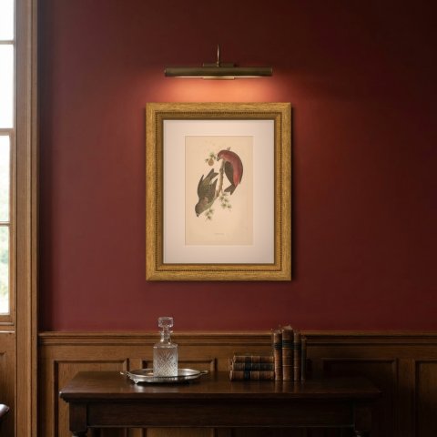 Crossbill Pair on a Larch Branch, Hand Colored Bird Print, Morris, 1896, shown framed on a wall