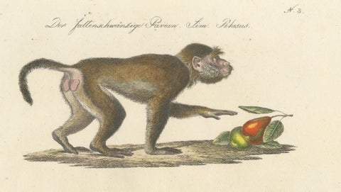 Antique Mandrill & Baboon Lithograph by Karl Joseph Brodtmann, 1816, close-up 1