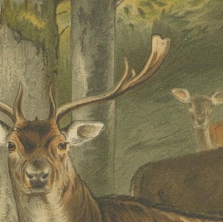 Fallow Deer, Antique European Wildlife Chromolithograph, 1894, close-up 1