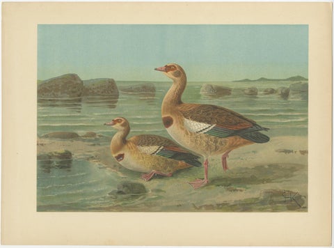 Lithographs of European Seabirds, Gulls, Terns, Skuas, Geese and Gannets, 1890, view 7