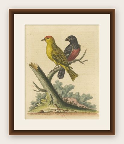 Antique Bird Print of Small Birds from Angola, shown framed