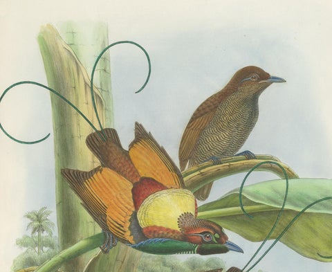 Antique Bird Print of Hunstein's Bird of Paradise by Gould, circa 1850, view 3