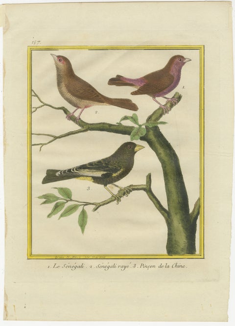 Exotic Birds of the World: A 1765-1780 Study by Martinet and Buffon, view 2